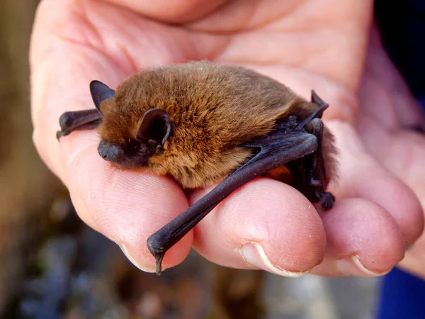 Pipistrelle Bat Pipistrellus Pipistrellus Bir Tutarak Boyutu Göstermektedir — Stok fotoğraf