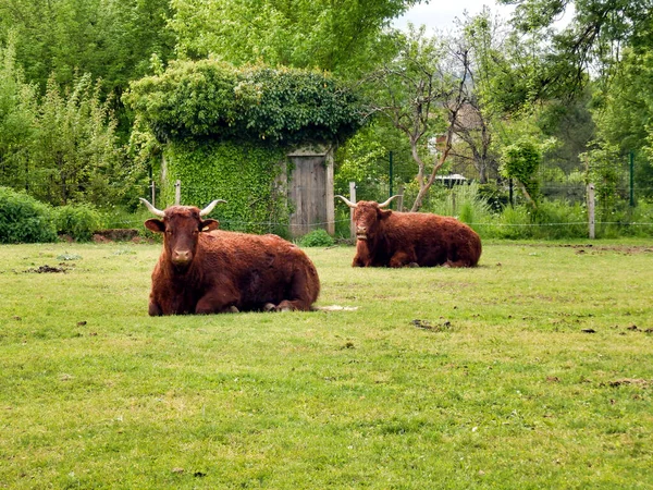 Een Paar Salers Koeien Liggen Het Veld — Stockfoto