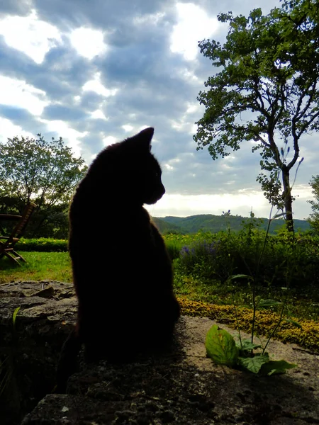 Silhouette of a cat as dusk falls