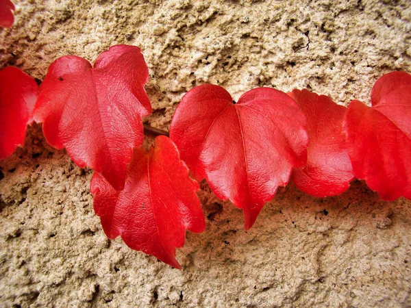 Een Close Van Jonge Virginia Creeper Bladeren Rood Herfst Met — Stockfoto