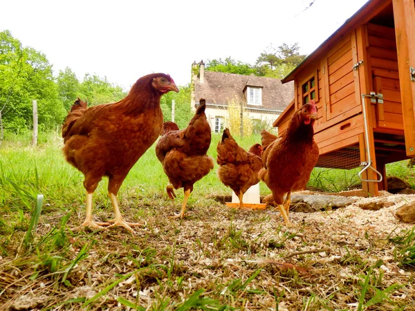 無料の範囲の鶏は食べ物を探し回る — ストック写真