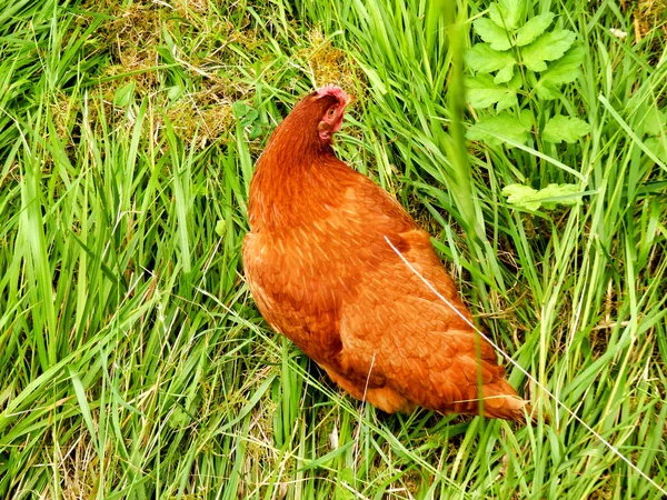 Poulets Plein Air Gratter Autour Recherche Nourriture — Photo