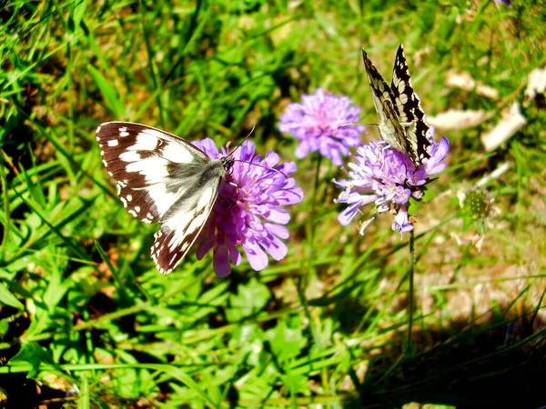 Marmurkowe Białe Motyle Melanargia Galathea Polu Scabius — Zdjęcie stockowe