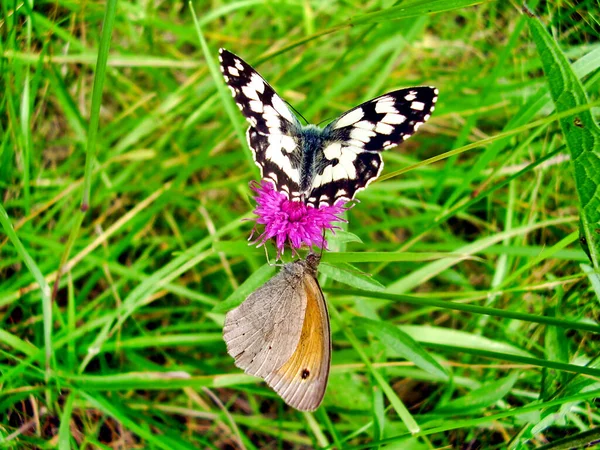 Marbled White Melanargia Galathea Meadow Brown Butterfly Maniola Jurtina Feeding — Stock Photo, Image