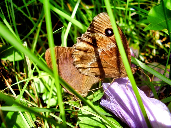 Minois Dryas Butterflies Mating Meadow Grassland — Stock Photo, Image