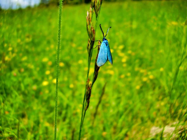 Scarce Forester Moth Jordanita Globulariae Resting Grass Stalk — Stock Photo, Image