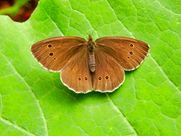 Közelkép Egy Gyűrűs Pillangó Aphantopus Hyperantus — Stock Fotó
