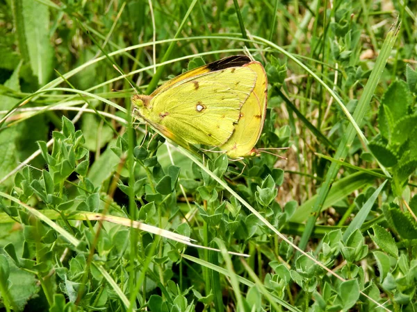 Borboletas Amarelas Nubladas Colias Croceus Acasalamento — Fotografia de Stock