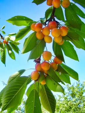 Bir kiraz ağacının dalından sarkıtılmış kırmızı ve sarı kirazları kapat