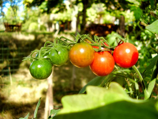 Close Monte Tomates Cereja Mostrando Mudança Cor Verde Para Vermelho — Fotografia de Stock