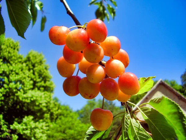 靠近一束挂在樱桃树枝上的红 黄樱桃 — 图库照片