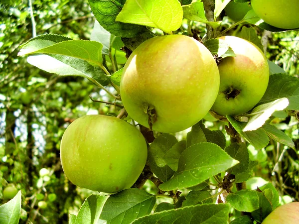 成熟的绿色苹果挂在准备采摘的树枝上 — 图库照片