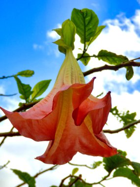 Brugmansia çiçeğinin yakınında, diğer adıyla Angels Trompet
