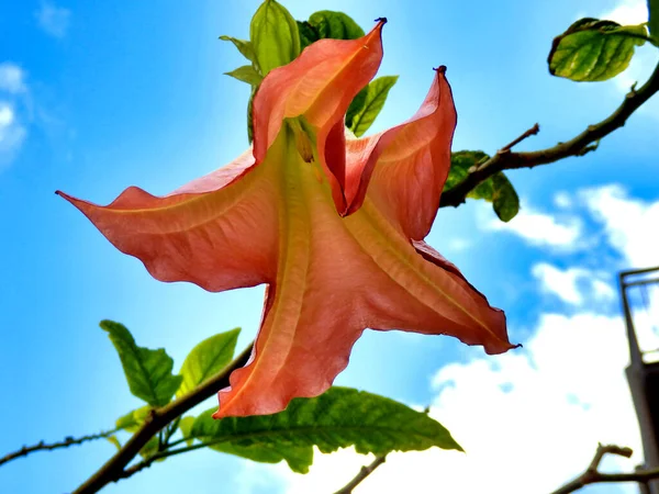 Gros Plan Fleur Brugmansia Également Connue Sous Nom Trompette Des — Photo