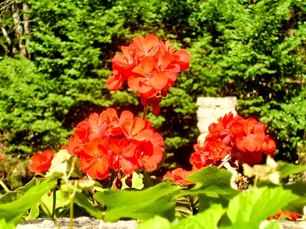 Rode Geranium Bloeit Tegen Een Groene Achtergrond Van Struiken Bomen — Stockfoto