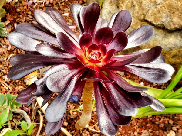 Aeonium Arboreum Ook Bekend Onder Naam Houseleek Tree Black Rose — Stockfoto