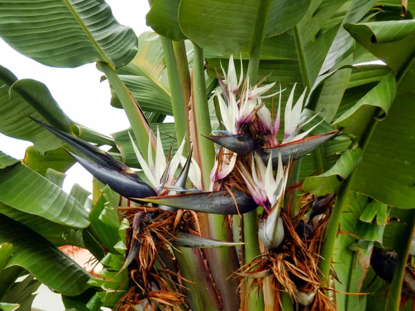 Strelitzia Nicolai Aka White Oder Riesenvogel Paradiespflanze Oder Wilde Banane — Stockfoto
