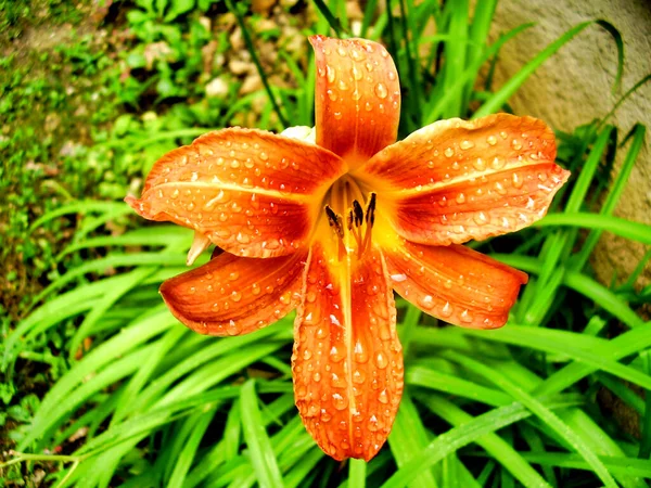 橘色虎百合 的特写 盛开的花朵闪烁着雨滴 — 图库照片