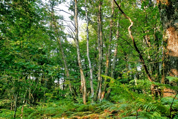 Мертвий Солодкий Каштановий Коп Стоїть Вертикально Папороті Покритий Ліс — стокове фото