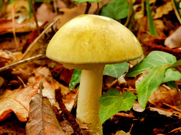 Amanita Phalloides Também Conhecido Como Cogumelo Deathcap Como Letalmente Venenoso — Fotografia de Stock