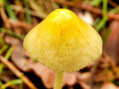 Sarı Alan Mantarı (Bolbitius titubanı) bazen yumurta sarısı mantarı olarak adlandırılır.