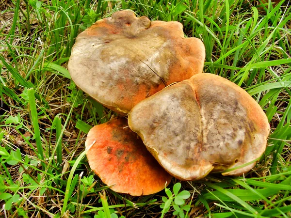 Blisko Boletus Rubellus Znany Również Jako Ruby Bolete Łące — Zdjęcie stockowe