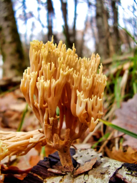 Gros Plan Calocera Viscosa Dans Une Forêt — Photo