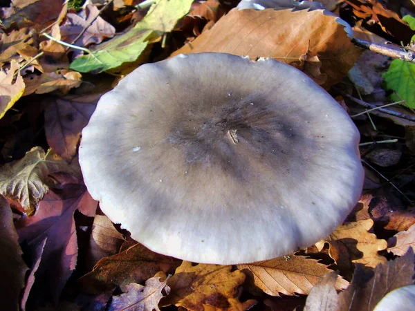 Close Cap Clitocybe Nebularis Mushroom Also Known Clouded Funnel — 스톡 사진