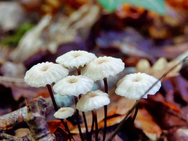 Troop Marasmius Rotula Aka Pinwheel Mushroom Showing Long Slender Stems — Stock Photo, Image