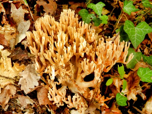 Ramaria Stricta Aka Strict Branch Coral Gefunden Schutt Eines Waldbodens — Stockfoto