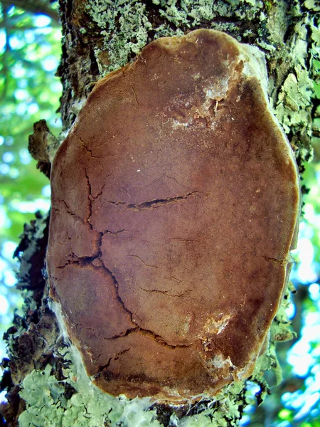 Primer Plano Hongo Phellinus Pomaceus También Conocido Como Soporte Cojín —  Fotos de Stock