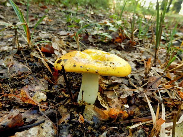 Sarı Renkli Bir Rus Mantarının Russula Lutea Kapanışı — Stok fotoğraf