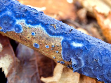 Mantar Terrana Caerulea 'yı kapatın. Kobalt kabuğu ya da Velvet Blue Spread olarak da bilinir.