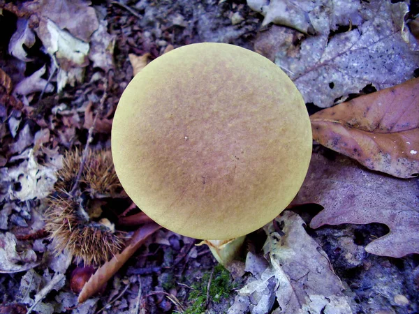 Primer Plano Xerocomus Subtomentosus Desde Arriba Mostrando Tapa Circular —  Fotos de Stock