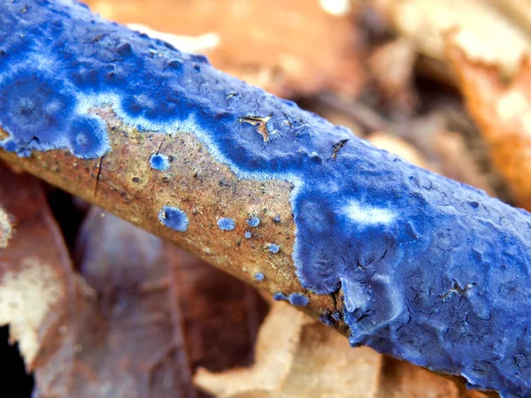 Dekat Dari Jamur Terrana Caerulea Juga Dikenal Sebagai Cobalt Crust — Stok Foto