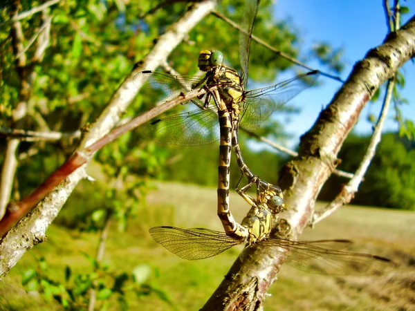 Close Par Dragonflies Club Tailed Gomphus Vulgatissimus Acasalamento — Fotografia de Stock