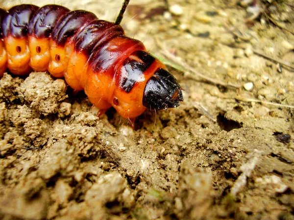 Caterpillar Goat Moth Cossus Cossus — Stock Photo, Image