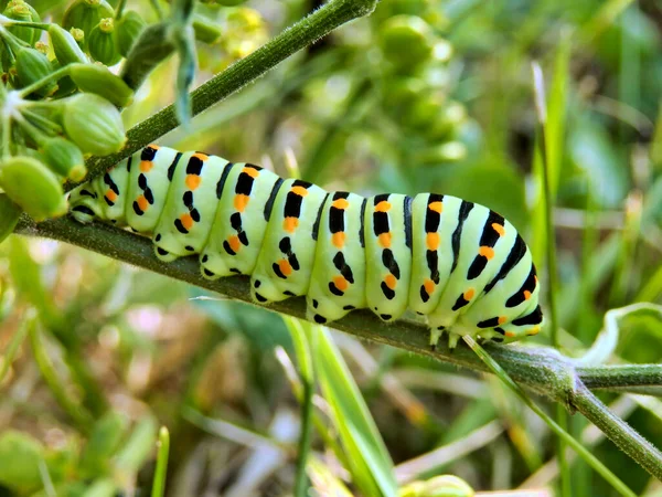 Zbliżenie Gąsienica Jaskółka Motyl Papilio Machaon Żywiący Się Dzikim Pasternakiem — Zdjęcie stockowe