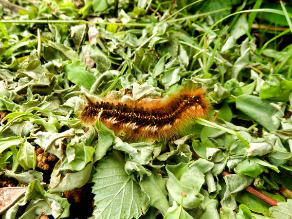 Primo Piano Bruco Della Falena Del Bevitore Euthrix Potatoria — Foto Stock