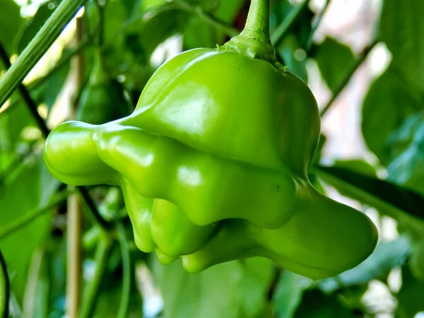 Close Pimentão Capsicum Chinense Variedade Cogumelo Vermelho Antes Transformar Cor — Fotografia de Stock