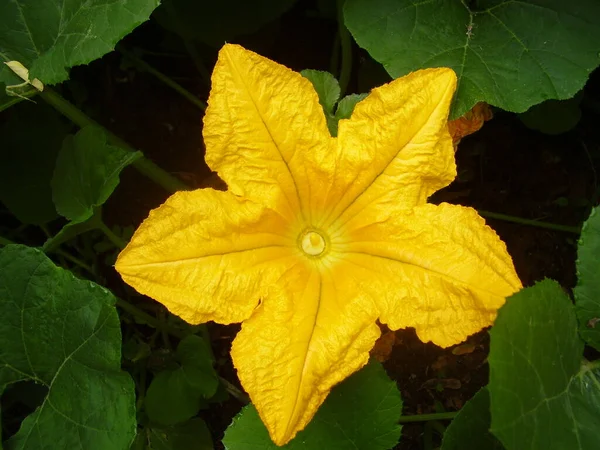 Primer Plano Una Vibrante Flor Calabaza Amarilla — Foto de Stock