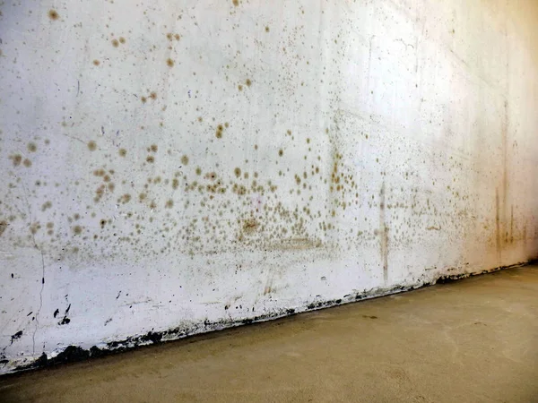 Rutubetli Kötü Hava Dolaşımından Dolayı Duvarda Küf Izine Rastlandı — Stok fotoğraf
