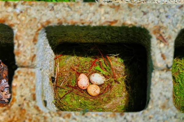 Jaszczurcze jaja — Zdjęcie stockowe