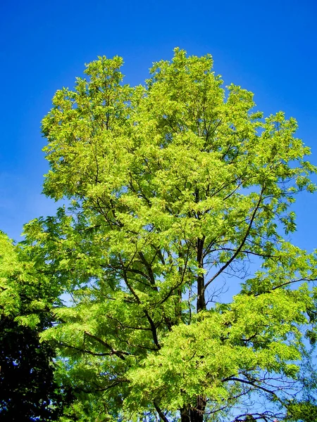 Дерево Акація Прекрасному Синьому Тлі Неба — стокове фото