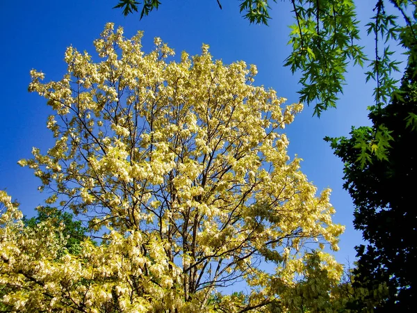 Acacia Tree Entièrement Fleurs Sur Beau Fond Bleu Ciel — Photo