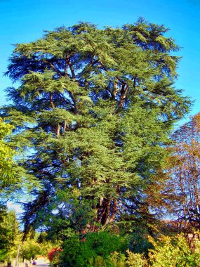 Fransa 'nın Dordogne kentindeki St. Leon sur Vezere köyünde bulunan Lübnan sedir ağacı (Cedrus lisbani).