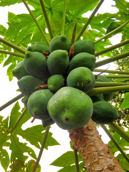 Agrupamento Frutos Mamão Amadurecendo Árvore — Fotografia de Stock