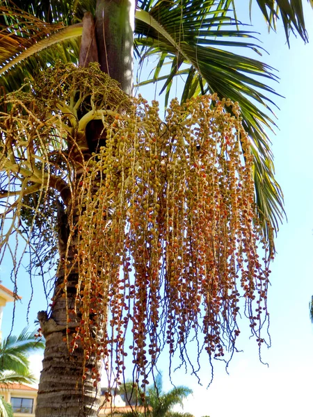 Bunch of dates hanging from a Date Palm Tree (Phoenix dactylifera)