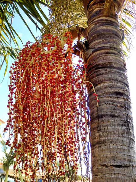 Stelletje Datums Hangend Aan Een Date Palm Tree Phoenix Dactylifera — Stockfoto