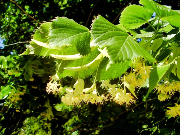 Närbild Lime Tree Blommor Mot Bakgrund Träd Även Känd Som — Stockfoto